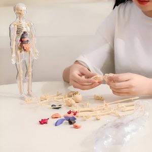 Model ljudske anatomije - 16 odvojivih organa i kostiju | FLESHTOPIA